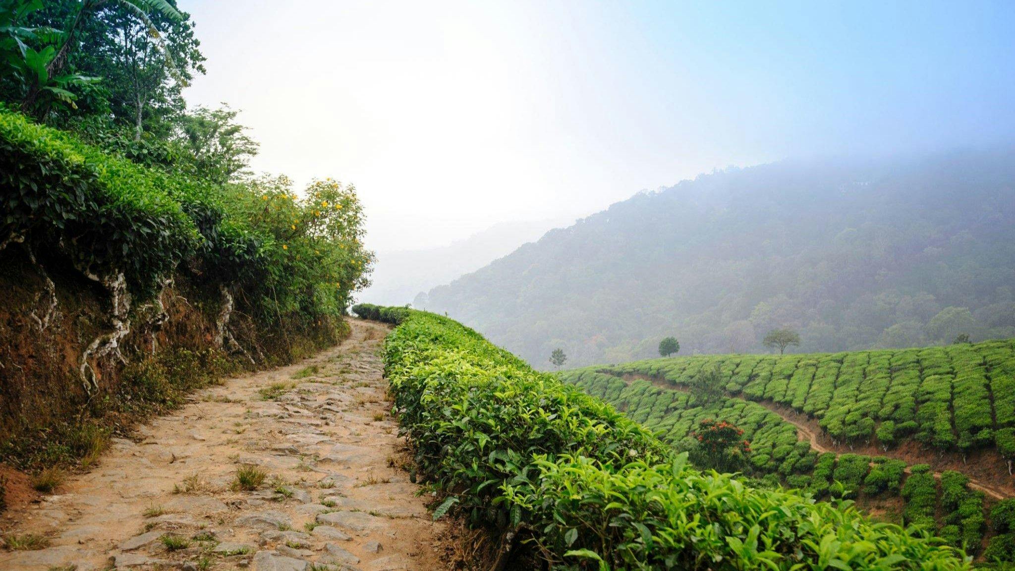 Image of Hill station, a path between tea leaves