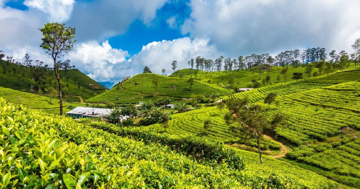 image of Munnar Tea plantation