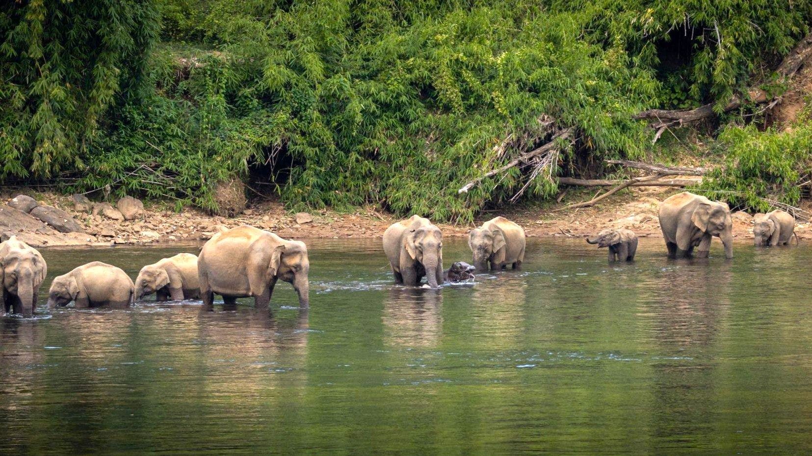 Image of wildlife sanctuary, herd of elephants drinking water from a lake