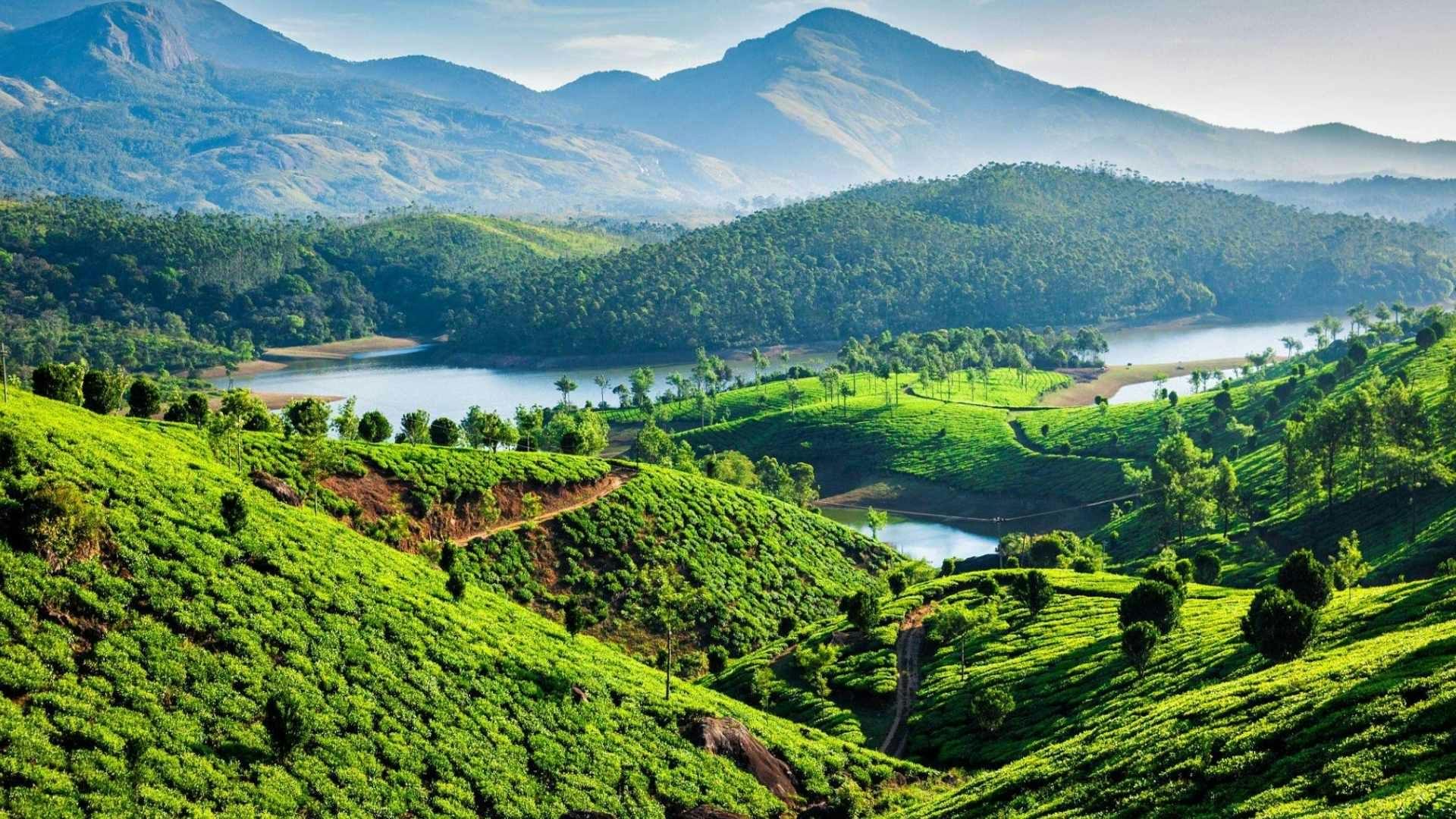 Image of Tea leaves estate and hill views, munnar, kerala