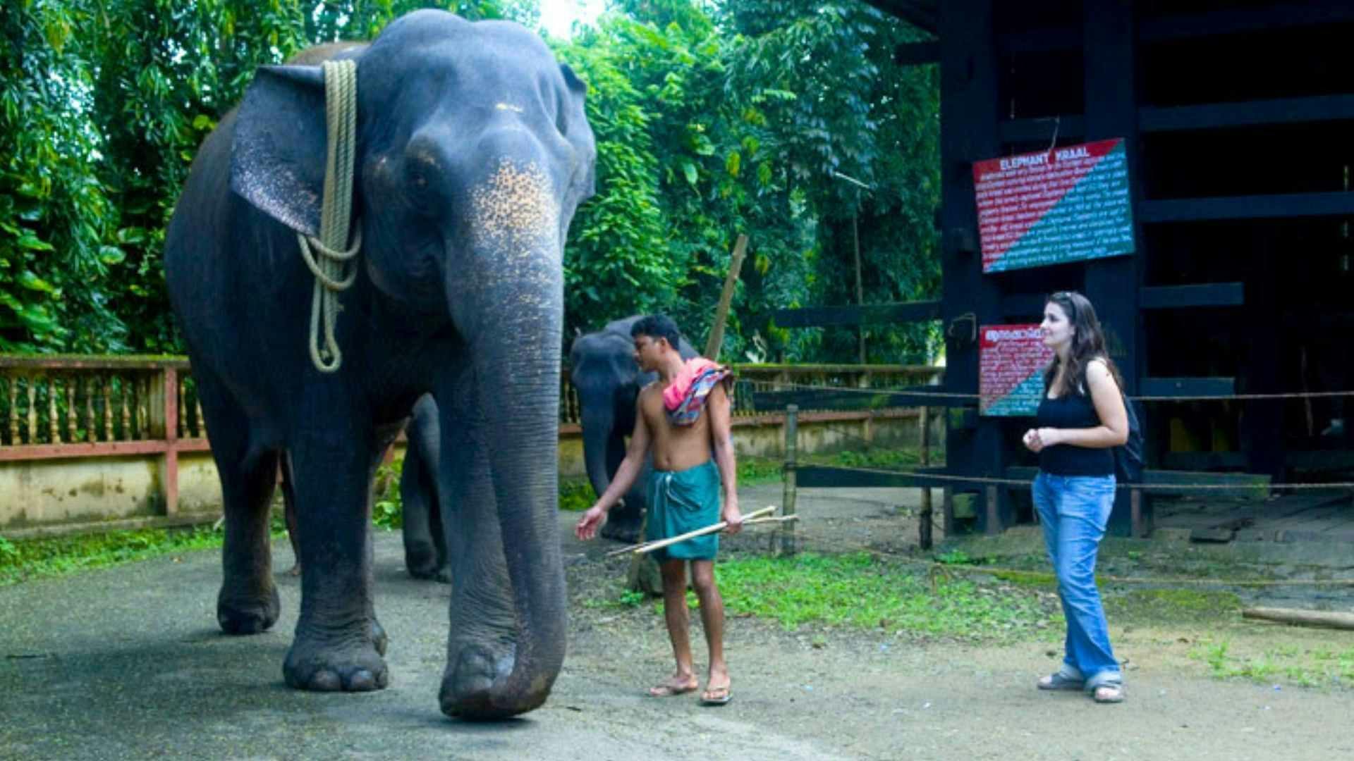 Waterfall Heritage Tour-Kodanad Elephant Training Centre-Image-03