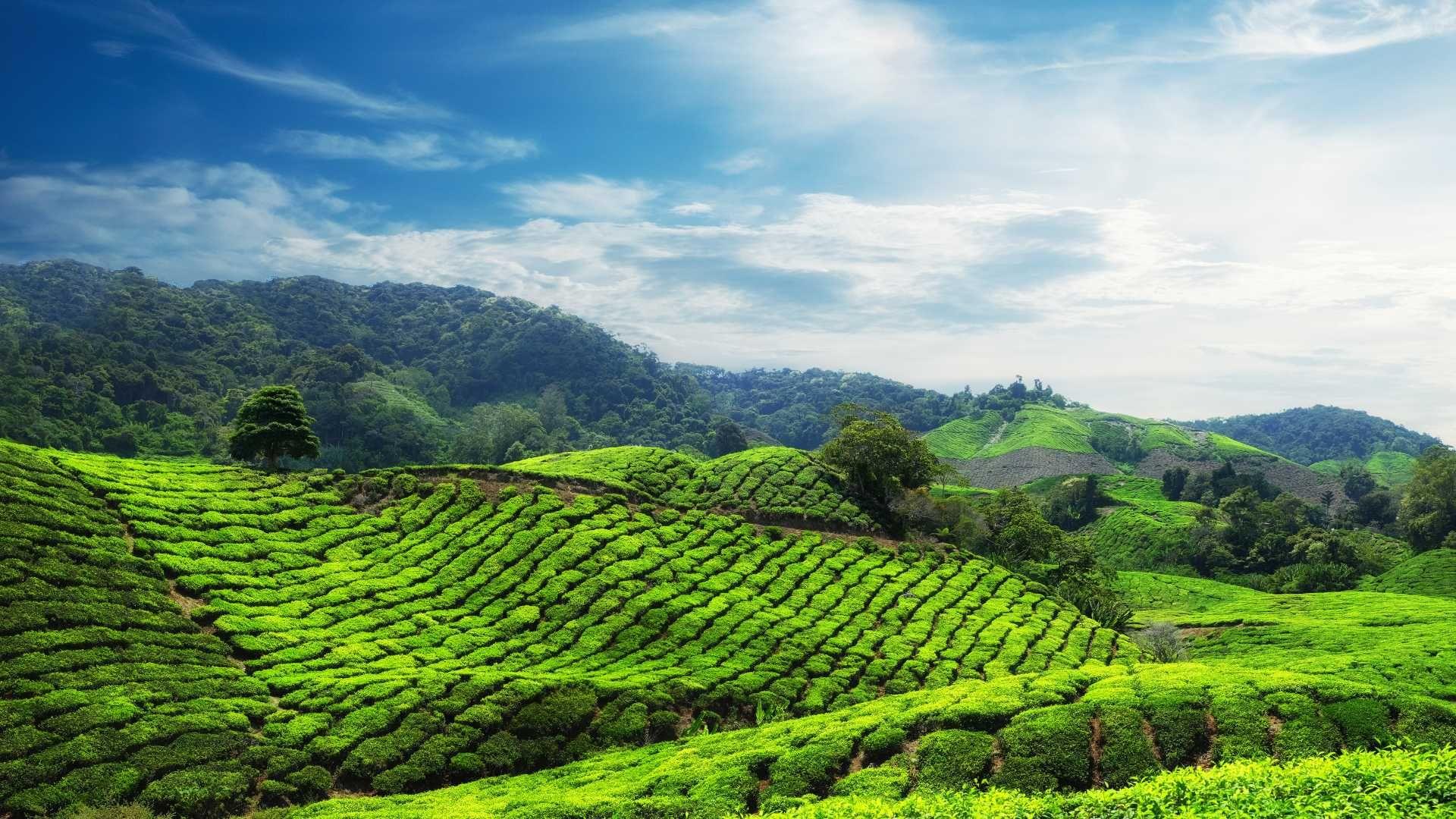 Image of Tea plantations in Munnar, Kerala